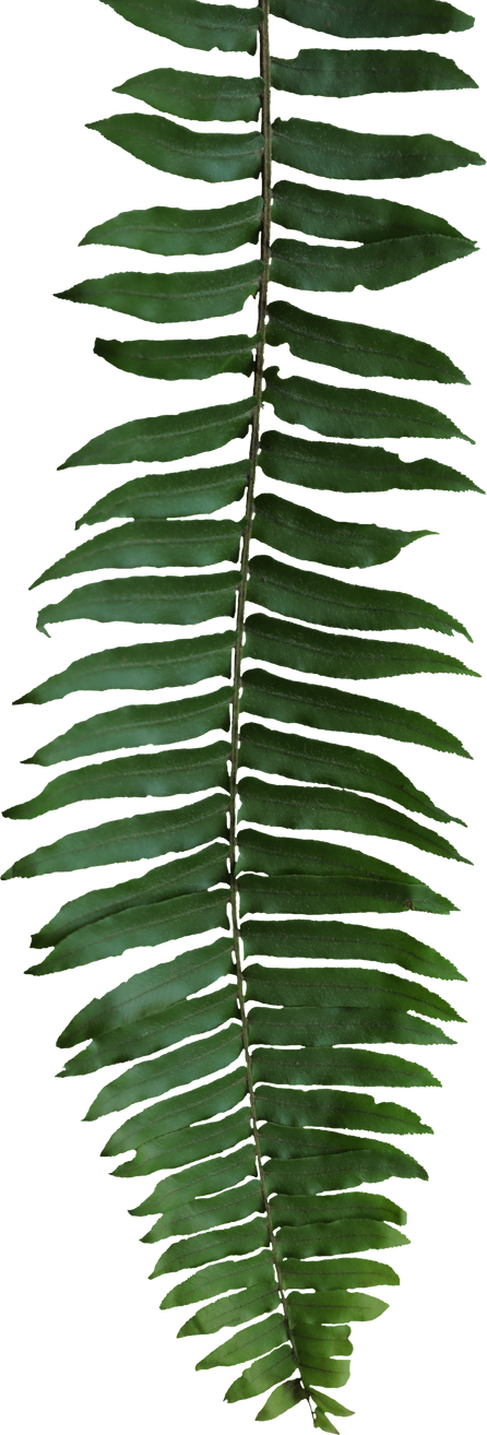 Single stem fern leaves